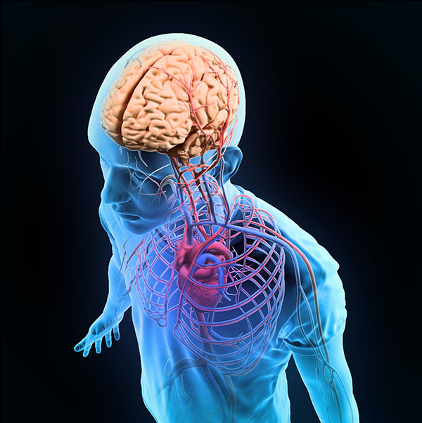 Heart-brain connection illustration